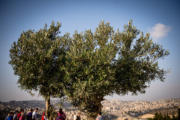 0280_2015_Israel_Trip_3768