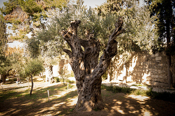 1266_2015_Israel_Trip_4896