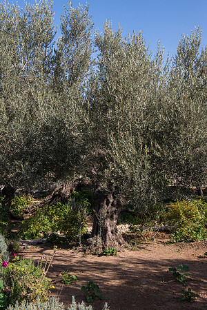 1241_2015_Israel_Trip_4871