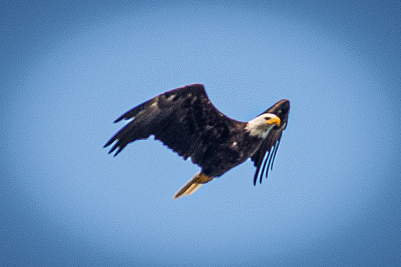 610_1685