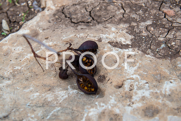 2018_Israel_Trip_03_04-GideonSprings7051