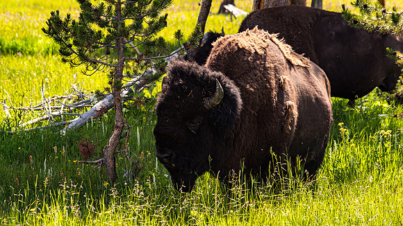 2020_FamilyVaca_Day06_Yellowstone_20200710_155941.4197