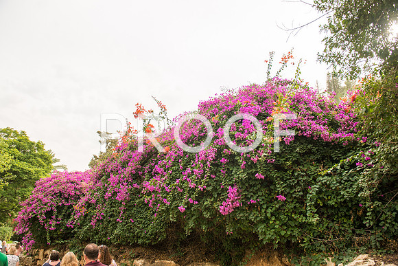 2018_Israel_Trip_03_04-GideonSprings7019