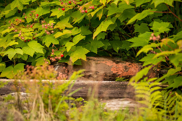 KlawockTP_610_1897