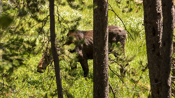 2020_FamilyVaca_Day05_Yellowstone_20200709_151431.3828