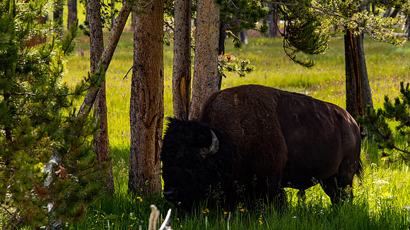 2020_FamilyVaca_Day06_Yellowstone_20200710_155948.4200