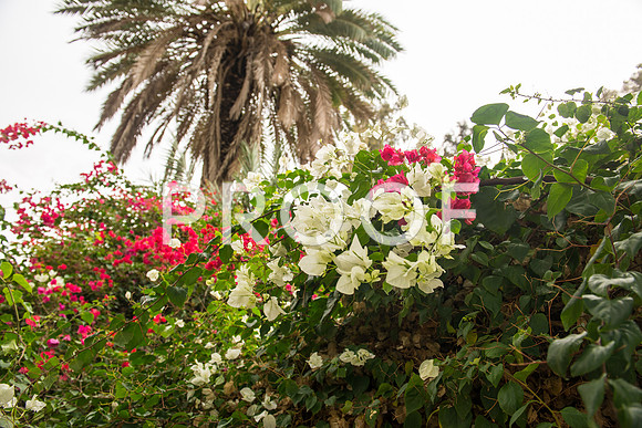 2018_Israel_Trip_03_04-GideonSprings7024