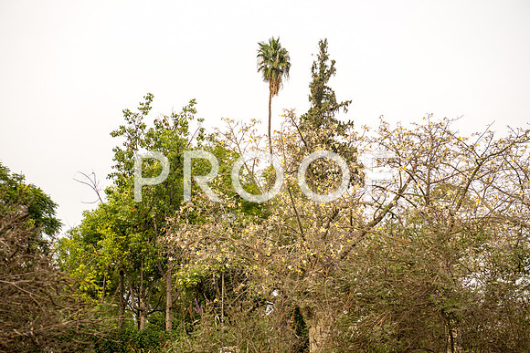 2018_Israel_Trip_03_04-GideonSprings7038