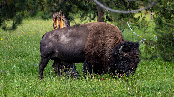 2020_FamilyVaca_Day06_Yellowstone_20200710_144934.4169