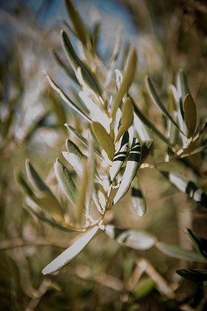 1269_2015_Israel_Trip_4899