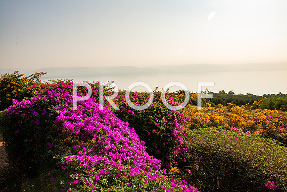 2018_Israel_Trip_04_02-Beatitudes7239