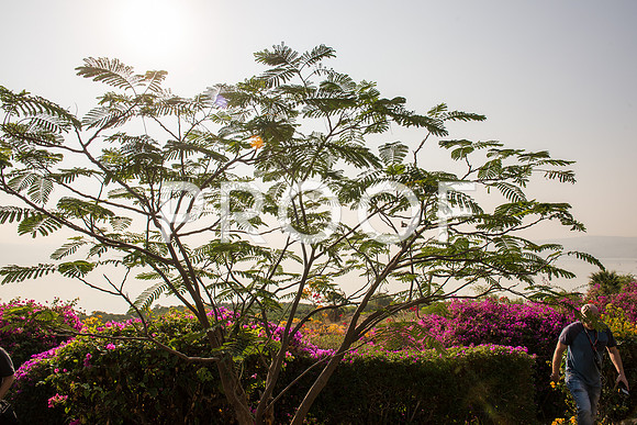2018_Israel_Trip_04_02-Beatitudes7240