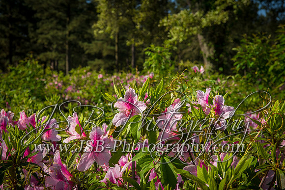 0013_2015_CLC_Mens_Golf_Thursday_8942