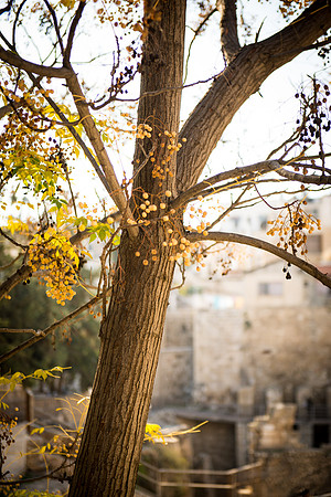1664_2015_Israel_Trip_5335
