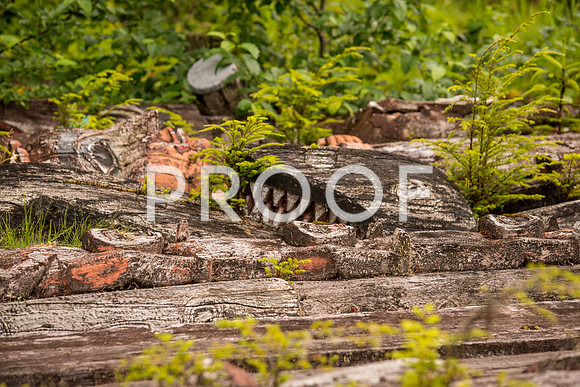 KlawockTP_610_1890