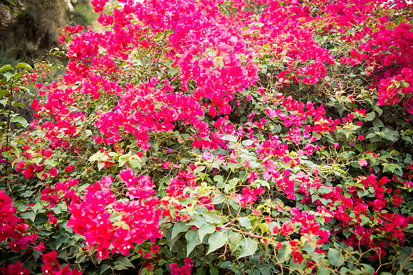 0239_2015_Israel_Trip_3727