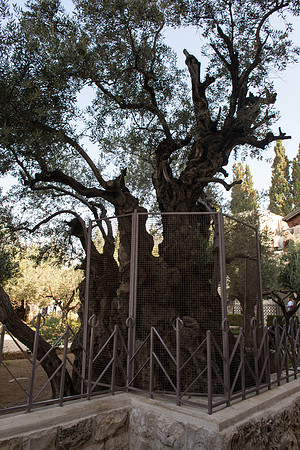 1258_2015_Israel_Trip_4888