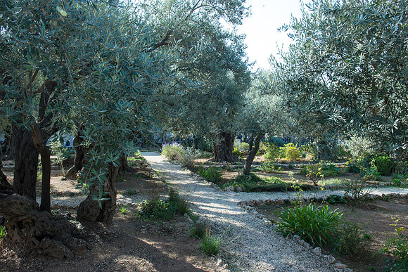 1226_2015_Israel_Trip_4856