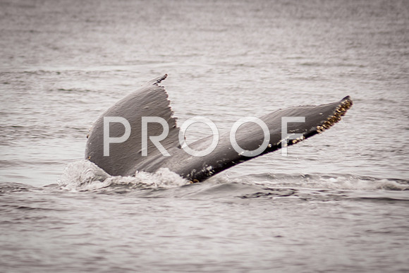 Fishing_610_1969