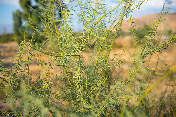 0566_2015_Israel_Trip_4056