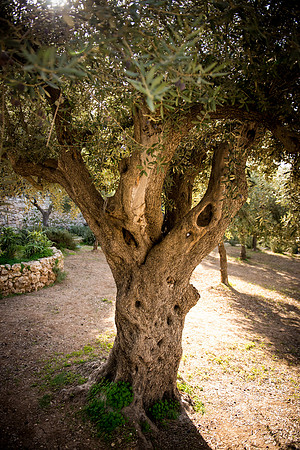 1267_2015_Israel_Trip_4897