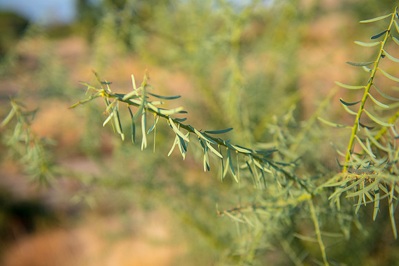 0565_2015_Israel_Trip_4055