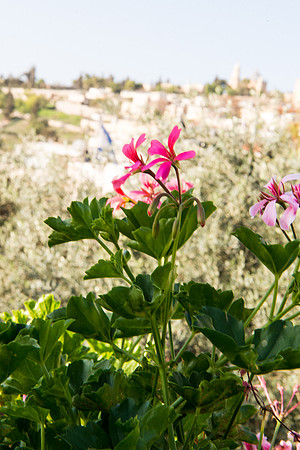 1418_2015_Israel_Trip_5088