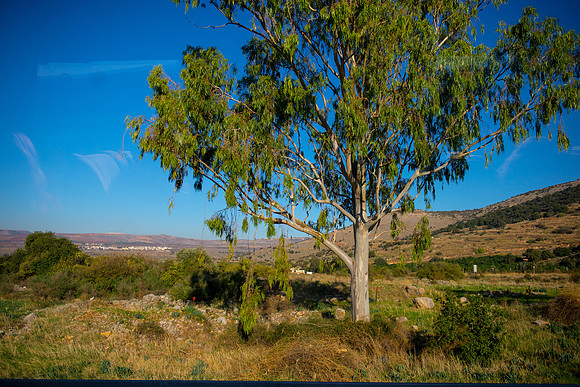0595_2015_Israel_Trip_4220
