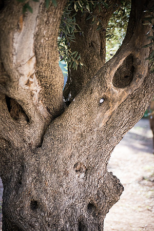 1268_2015_Israel_Trip_4898