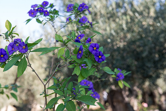 1239_2015_Israel_Trip_4869